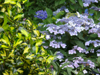 hydrangea s. blue bird.jpg_s.jpg